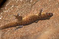 Fehlmann's Four-clawed Gecko Gehyra fehlmanni