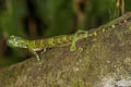 Five-banded Gliding Lizard Draco quinquefasciatus