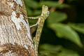 Five-banded Gliding Lizard Draco quinquefasciatus