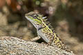 Forest Crested Lizard Calotes emma