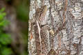 Forest Crested Lizard Calotes emma