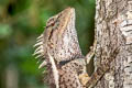Forest Crested Lizard Calotes emma