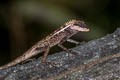 Forest Crested Lizard Calotes emma