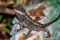 Forest Crested Lizard Calotes emma