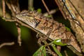 Forest Crested Lizard Calotes emma