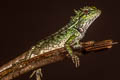 Forest Crested Lizard Calotes emma