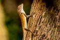 Forest Crested Lizard Calotes emma