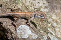 Forest Crested Lizard Calotes emma