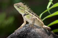 Forest Crested Lizard Calotes emma