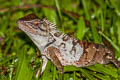 Forest Crested Lizard Calotes emma