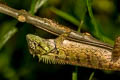 Forest Crested Lizard Calotes emma