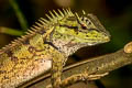 Forest Crested Lizard Calotes emma