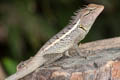 Forest Crested Lizard Calotes emma