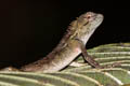 Forest Crested Lizard Calotes emma