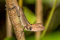 Forest Crested Lizard Calotes emma