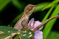 Forest Crested Lizard Calotes emma