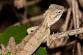 Forest Crested Lizard Calotes emma