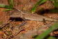 Forest Crested Lizard Calotes emma