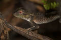 Forest Crested Lizard Calotes emma