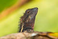 Forest Crested Lizard Calotes emma