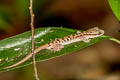 Four-lined Bent-toed Gecko Cyrtodactylus quadrivirgatus