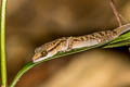Four-lined Bent-toed Gecko Cyrtodactylus quadrivirgatus