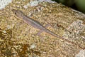 Garnot's House Gecko Hemidactylus garnotii