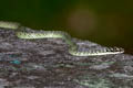 Golden Tree Snake Chrysopelea ornata (Ornate Flying Snake)