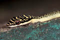 Golden Tree Snake Chrysopelea ornata (Ornate Flying Snake)