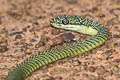 Golden Tree Snake Chrysopelea ornata (Ornate Flying Snake)