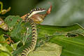 Golden Tree Snake Chrysopelea ornata (Ornate Flying Snake)