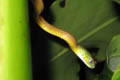 Green Cat Snake Boiga cyanea