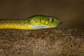 Green Cat Snake Boiga cyanea