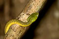 Green Cat Snake Boiga cyanea