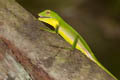 Green Crested Lizard Bronchocela cristatella  (Crested Green Lizard)