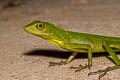 Green Crested Lizard Bronchocela cristatella  (Crested Green Lizard)