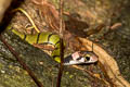 Green Keelback Rhabdophis nigrocinctus (Black-banded Keelback)