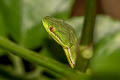 Gumprecht's Green Pit Viper Trimeresurus gumprechti