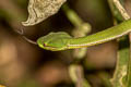 Gumprecht's Green Pit Viper Trimeresurus gumprechti