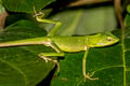 Gunung Raya Crested Lizard Bronchocela rayaensis