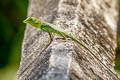 Gunung Raya Crested Lizard Bronchocela rayaensis