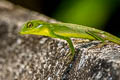 Gunung Raya Crested Lizard Bronchocela rayaensis