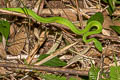 Guo's Pit Viper Trimeresurus guoi 