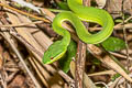 Guo's Pit Viper Trimeresurus guoi 