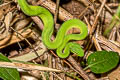 Guo's Pit Viper Trimeresurus guoi 