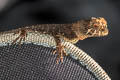 Horned Tree Lizard Acanthosaura armata (Greater Spiny Lizard)