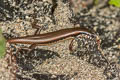 Indian Forest Skink Sphenomorphus indicus