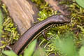 Indian Forest Skink Sphenomorphus indicus