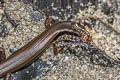 Indian Forest Skink Sphenomorphus indicus