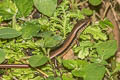 Indian Forest Skink Sphenomorphus indicus